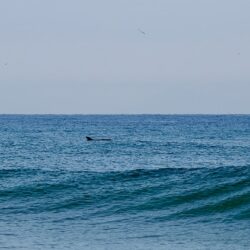 frankreich-seignosse-family-wavetours-surfcamp-dolphins-min