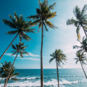 sri-lanka-madiha-wavetours-surfcamp-palmen-aussichtspunkt