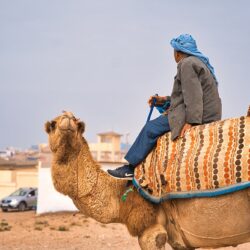 wavetours-marokko-clisurf-surfcamp-camel-min